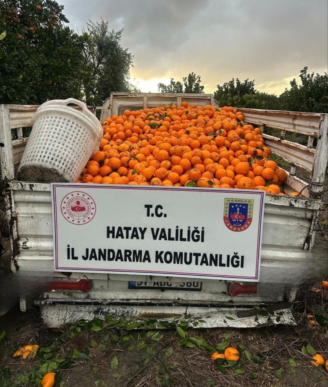 Portakal &ccedil;alarken su&ccedil;&uuml;st&uuml; yakalanan 5 şahıs yakalandı
