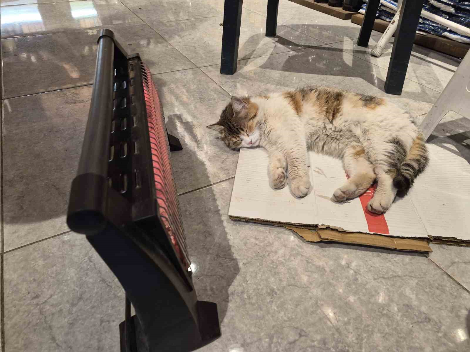 Soğuktan üşüyen kedi elektrikli ısıtıcının karşısında dinlendi