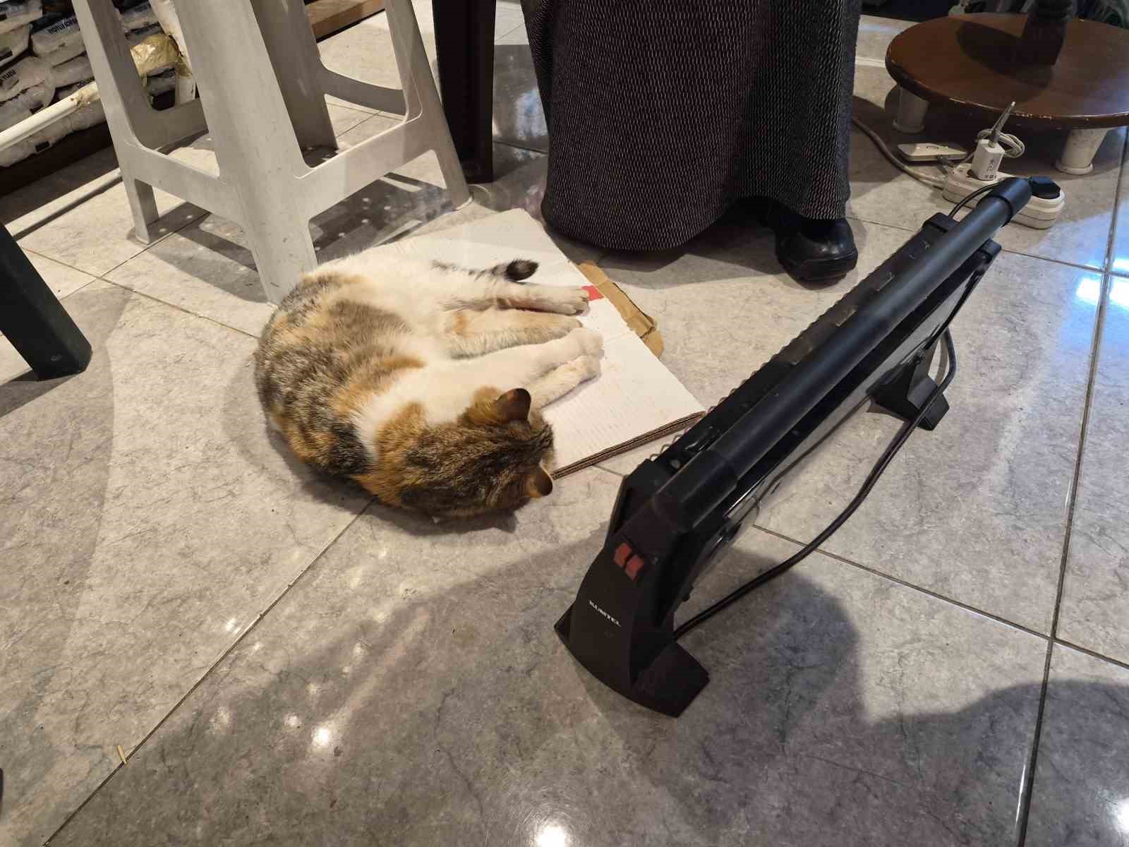 Soğuktan üşüyen kedi elektrikli ısıtıcının karşısında dinlendi