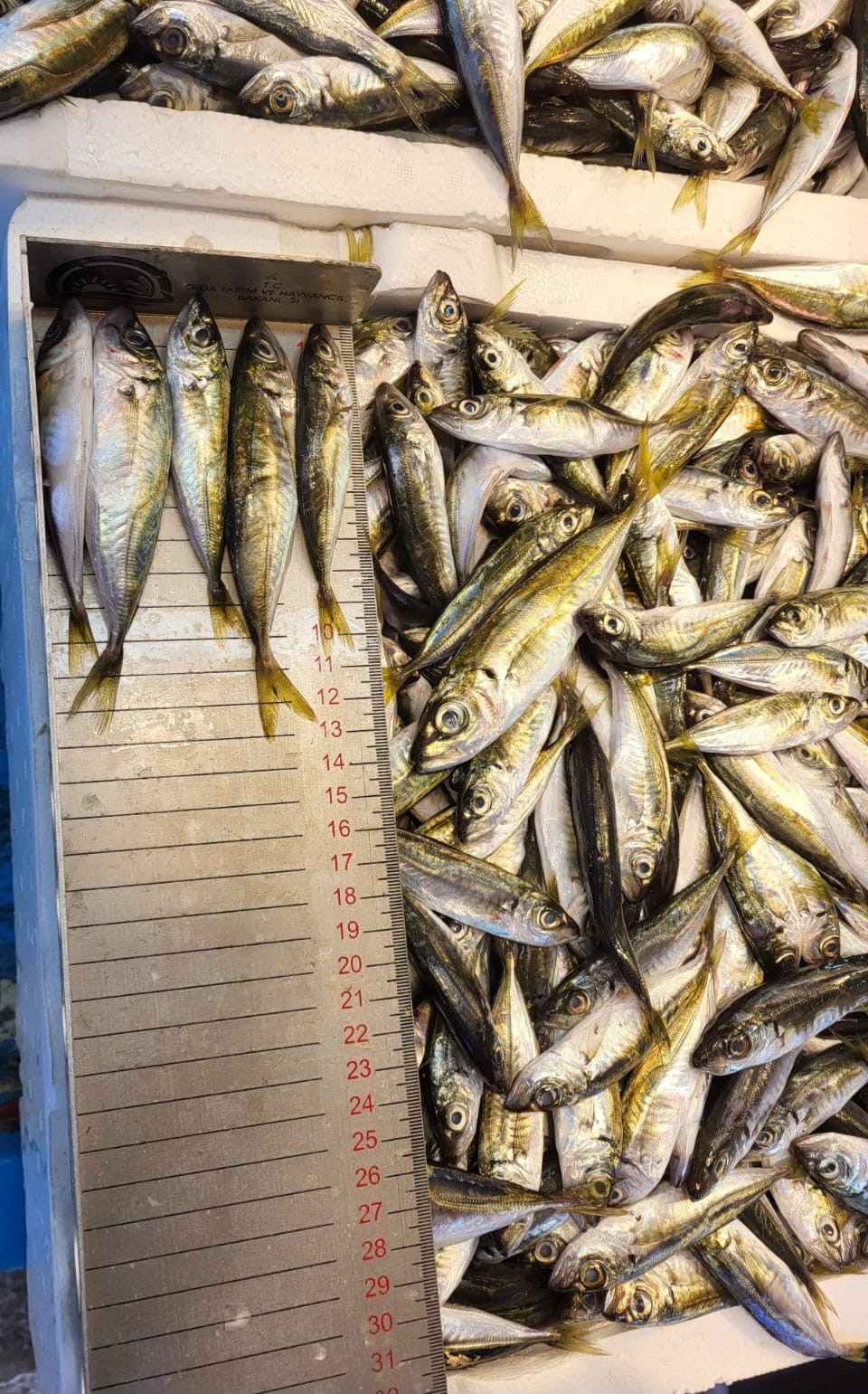 Trabzon’da 2025 yılında su ürünleri denetimlerinde 43 kişiye 3,2 milyon TL para cezası