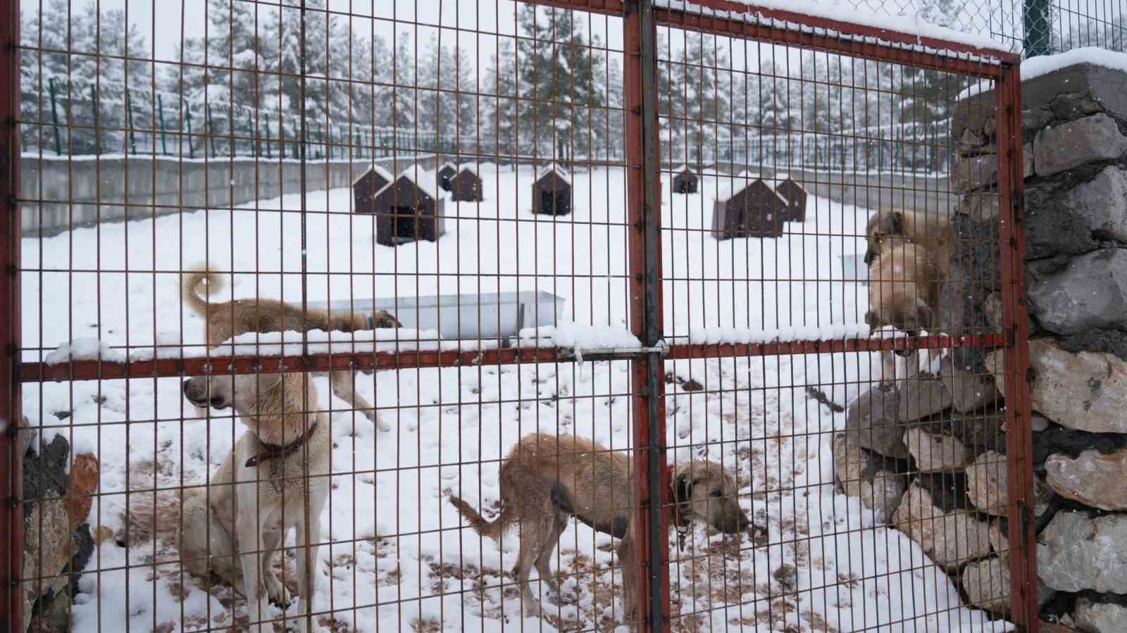 Battalgazi&rsquo;de Malatya&rsquo;nın ikinci hayvan barınağı hizmete başladı
