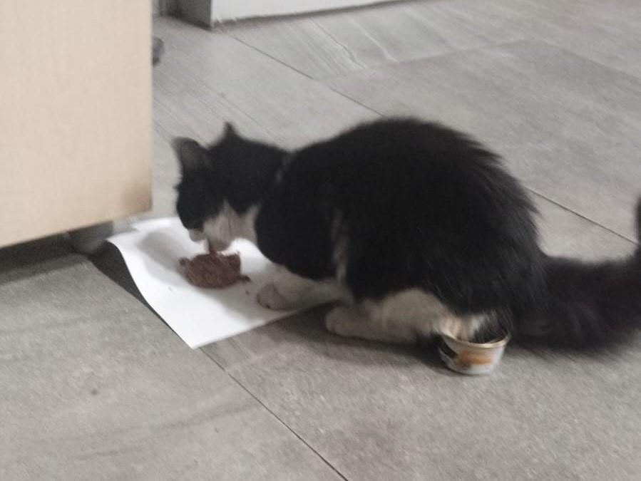 Salihli&rsquo;de &ccedil;atıda mahsur kalan kedi kurtarıldı
