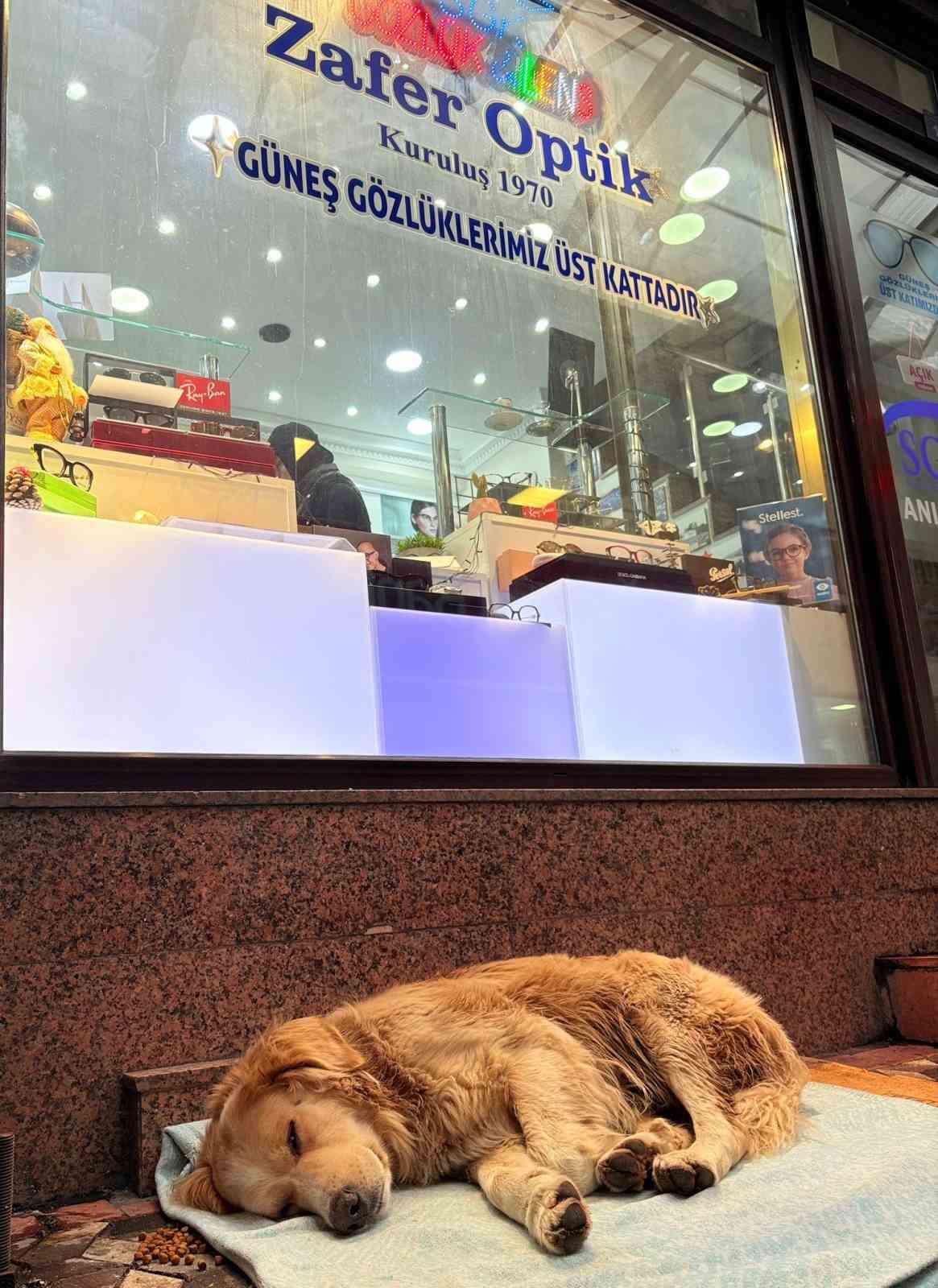 &Uuml;ş&uuml;yen k&ouml;peğe yeni aldığı yorganı &ouml;rten esnaf y&uuml;rekleri ısıttı
