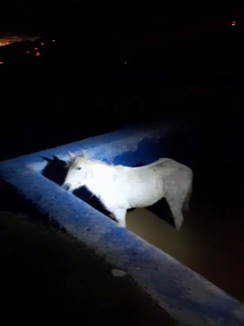 Havuza d&uuml;şerek mahsur kalan atı itfaiyeciler kurtardı
