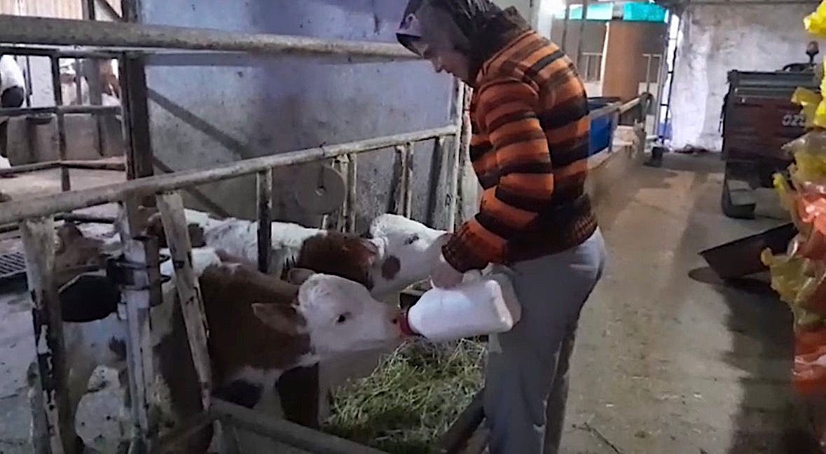 &Ouml;l&uuml; buzağıyla &uuml;z&uuml;ld&uuml;ler ikiz doğumla sevindiler
