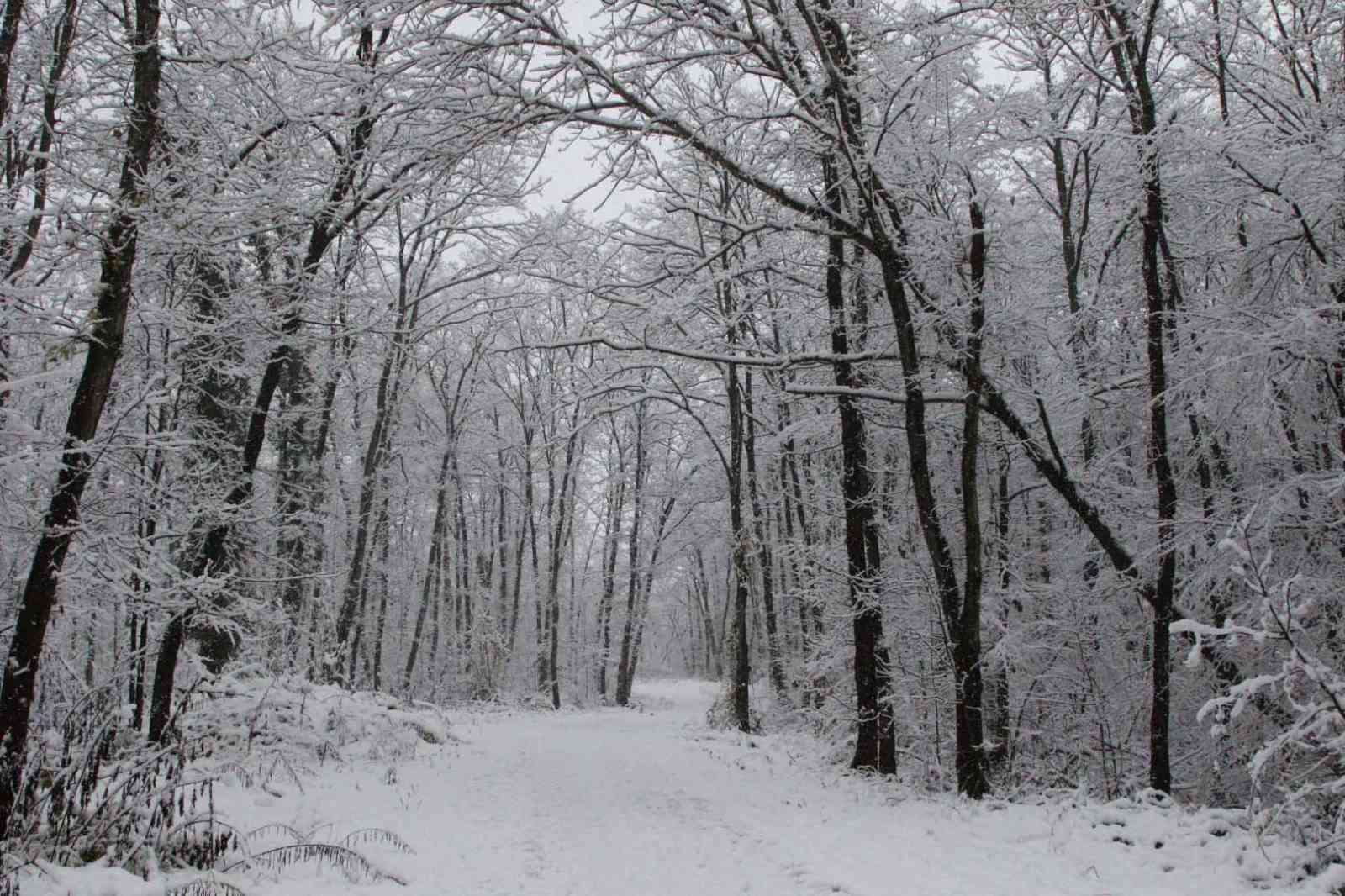 Avrupa’nın en büyük doğal yaşam parkı Ormanya beyaz örtüyle kaplandı
