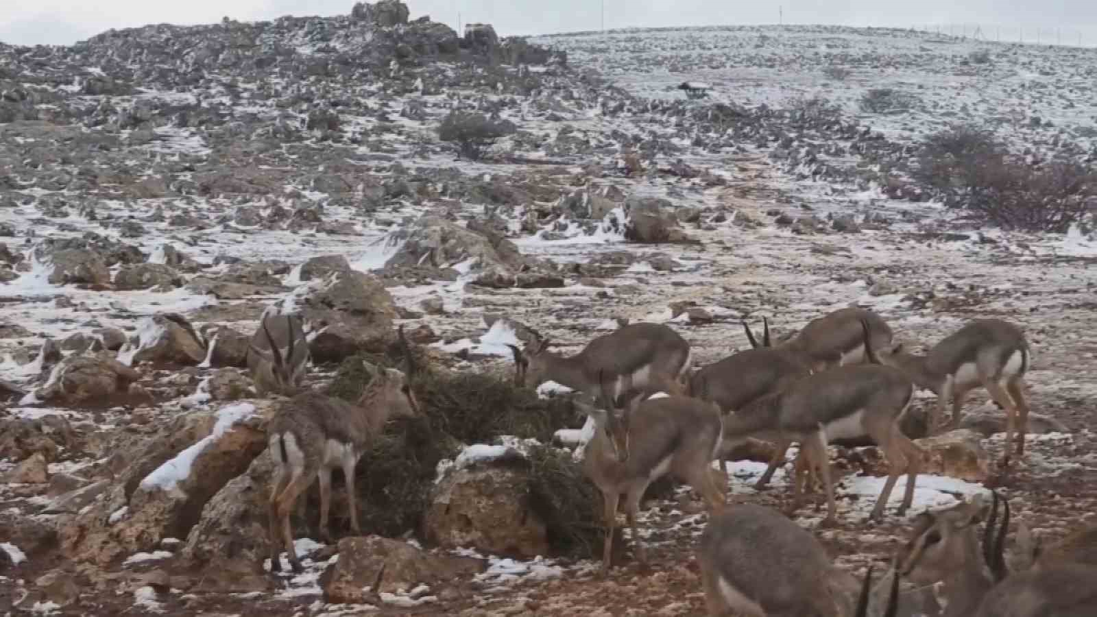 &lsquo;Gazella gazella&rsquo; dağ ceylanlarının kar keyfi
