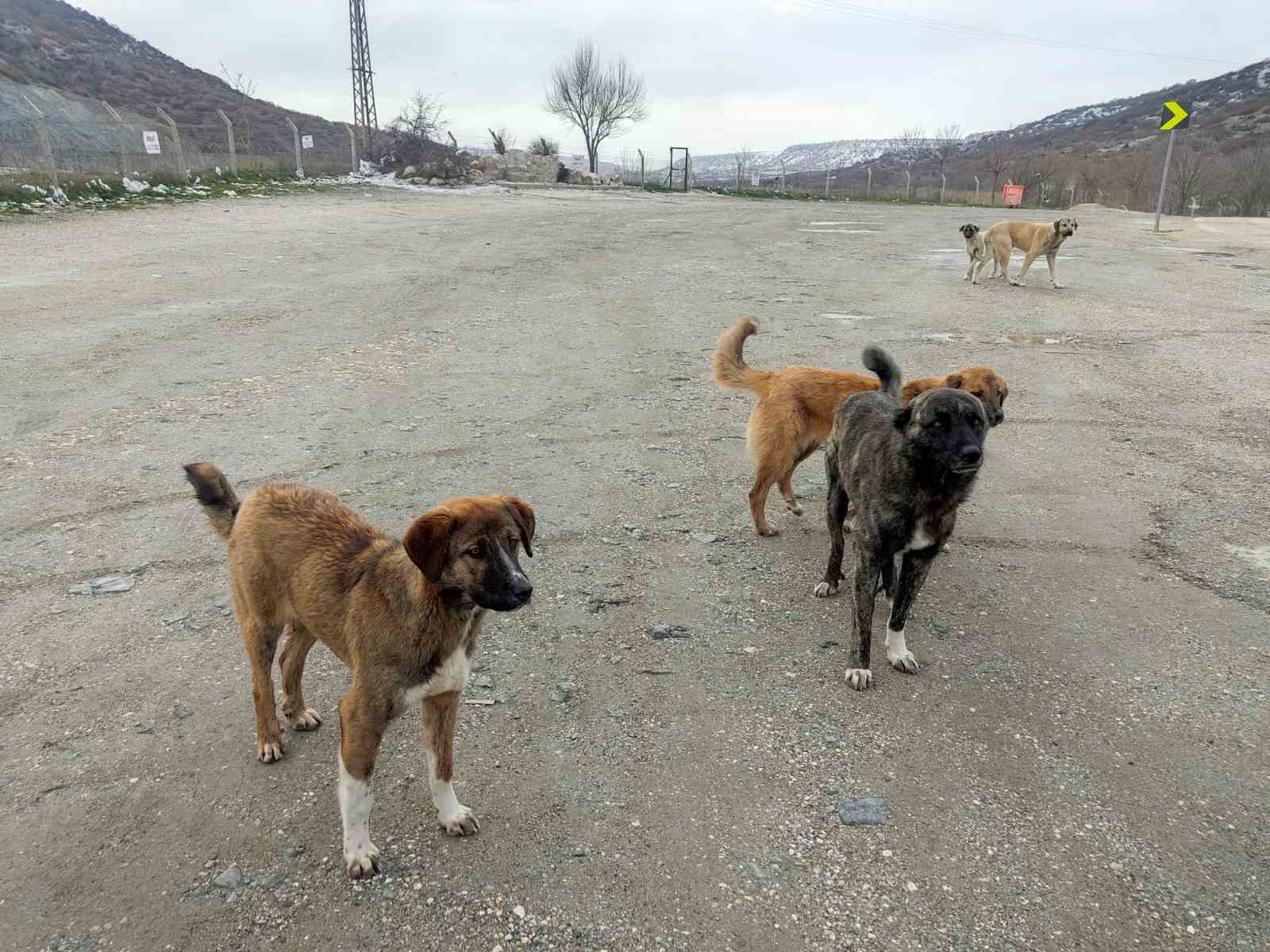 Onlarca k&ouml;pek bu yuvalarda ısınıyor
