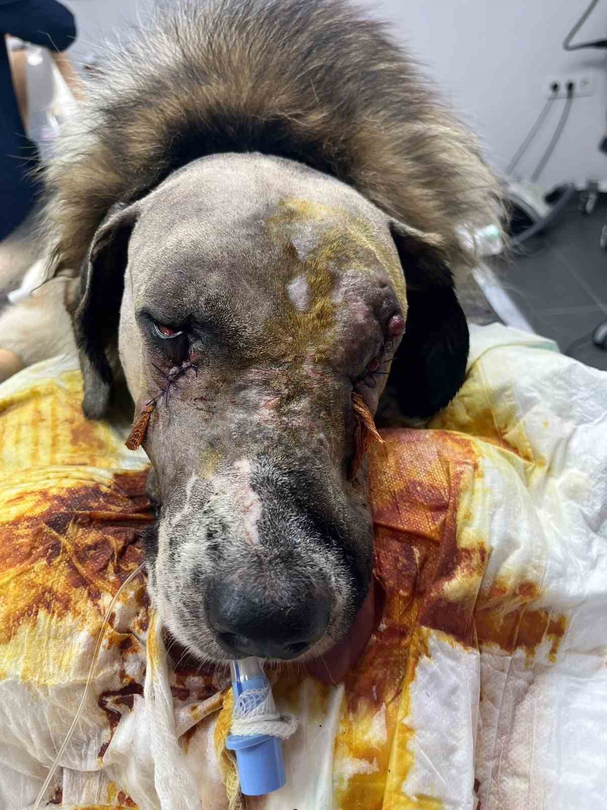 Sanat&ccedil;ı Hande Yener&rsquo;in sahip &ccedil;ıktığı k&ouml;peğin vurulmasına ilişkin davanın ikinci duruşması g&ouml;r&uuml;ld&uuml;
