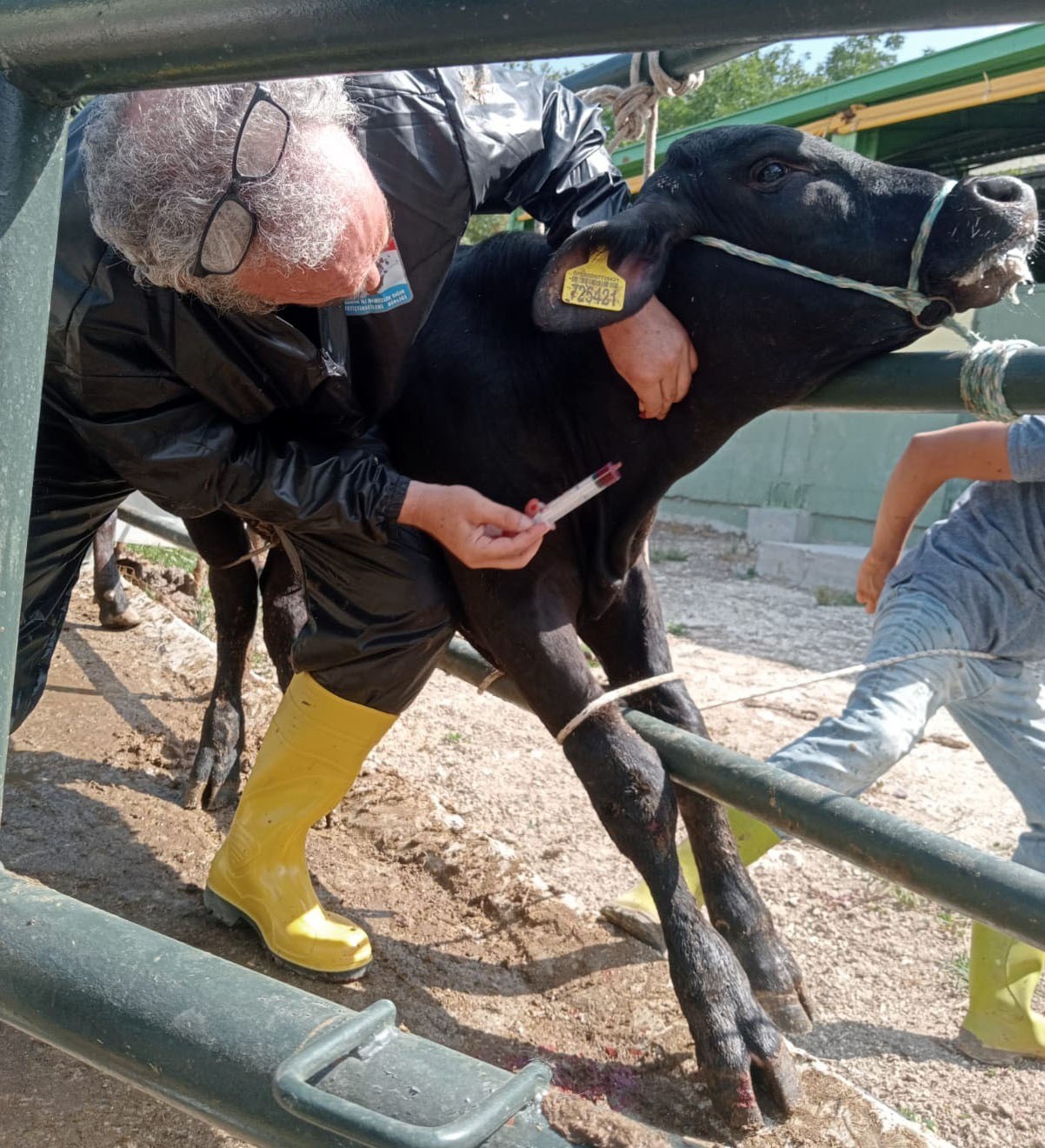 Yalova&rsquo;da hayvan sağlığına y&ouml;nelik &ccedil;alışmalar s&uuml;r&uuml;yor
