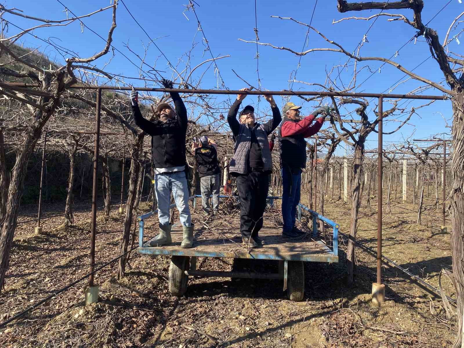 Alaşehir’de yağmur ve kar çiftçiye umut oldu
