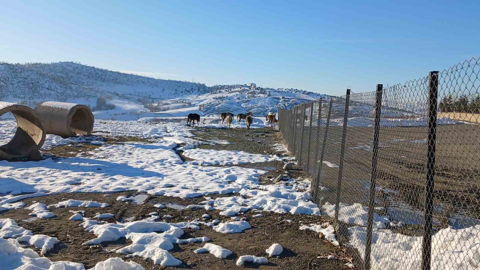 Kulp&rsquo;ta a&ccedil; kalan yaban atları grup halinde merkeze indi
