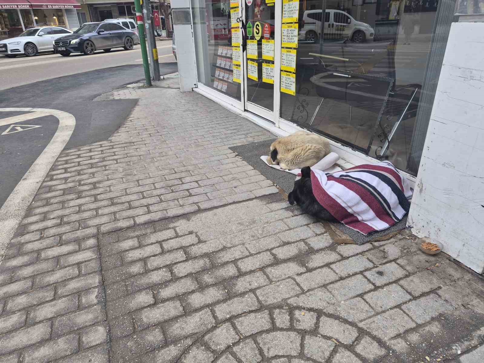 Soğuktan &uuml;ş&uuml;yen sokak k&ouml;peği i&ccedil;in &ccedil;&ouml;z&uuml;m&uuml; &uuml;zerini &ouml;rtmekte buldu
