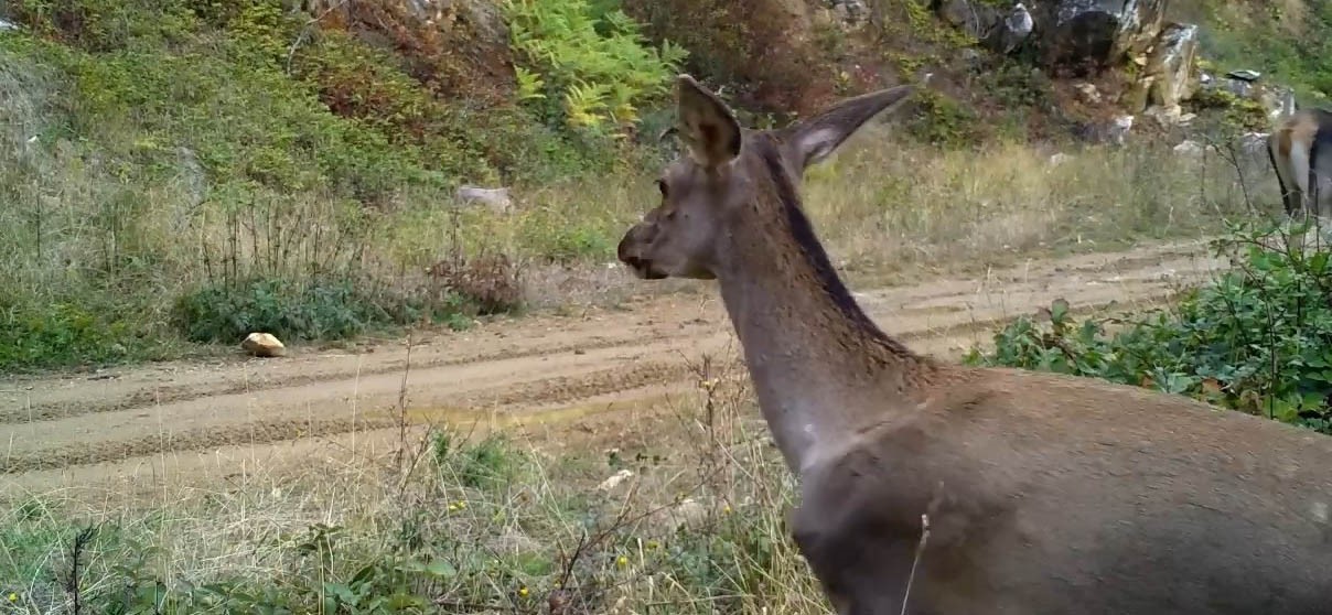 Bursa&rsquo;nın kızıl geyikleri fotokapana takıldı
