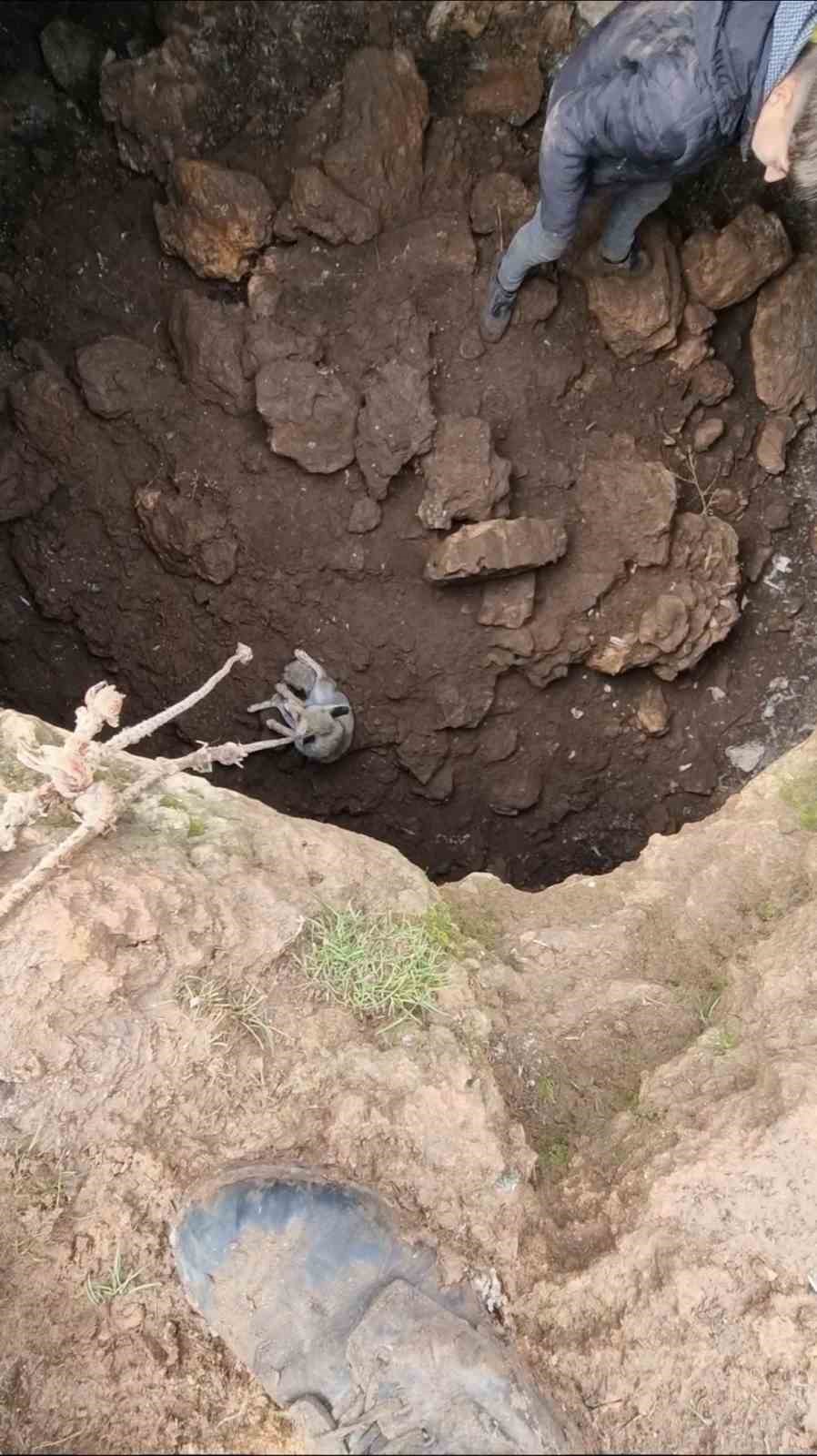 Mardin’de kuyuya düşen tilkiyi gençler kurtardı