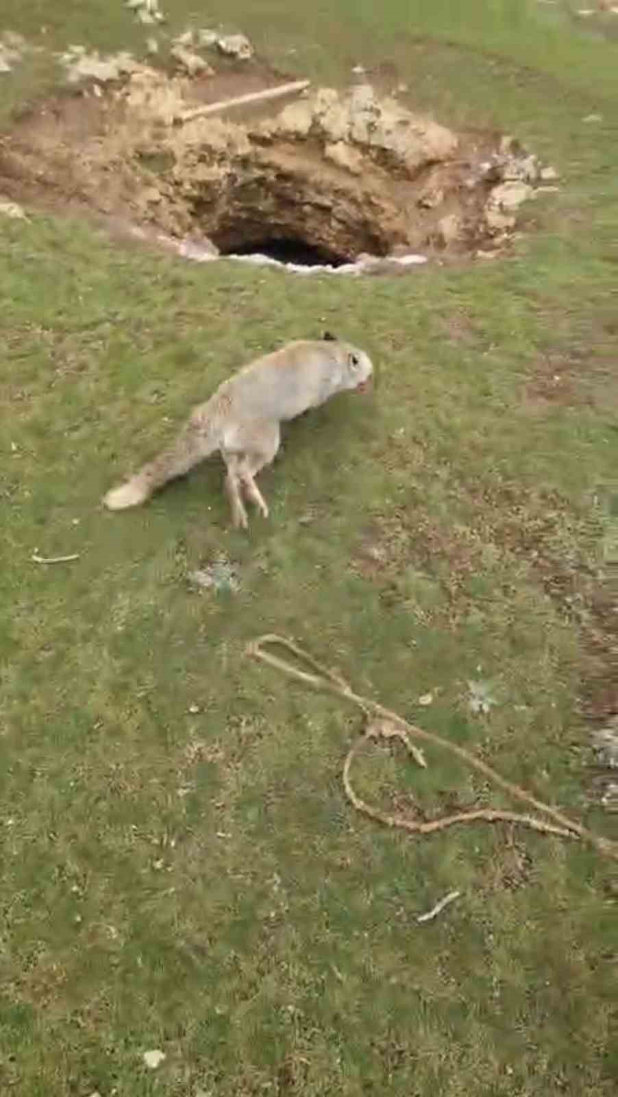 Mardin&rsquo;de kuyuya d&uuml;şen tilkiyi gen&ccedil;ler kurtardı
