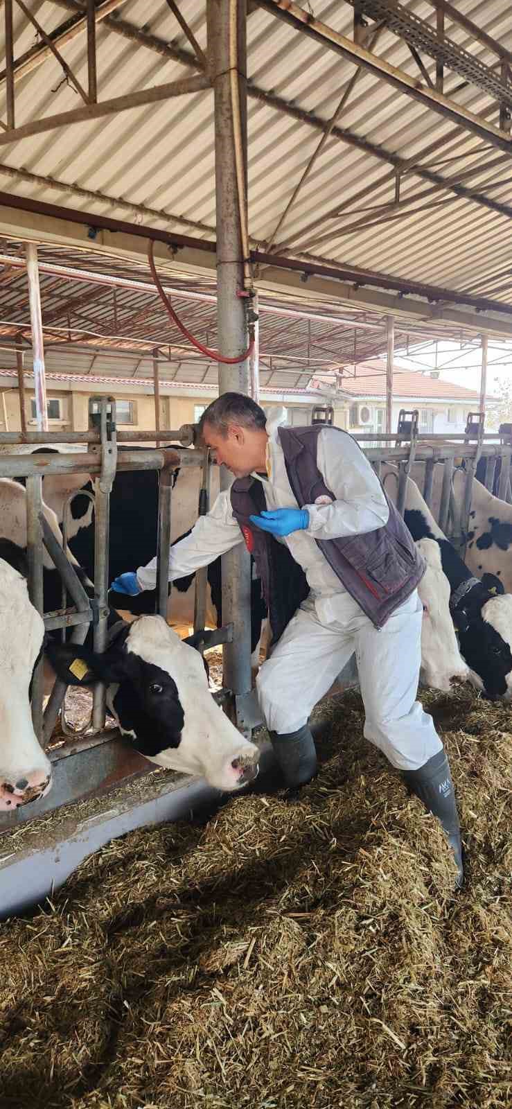 Söke TAYEM’de tüberküloz ve brucella taraması yapıldı