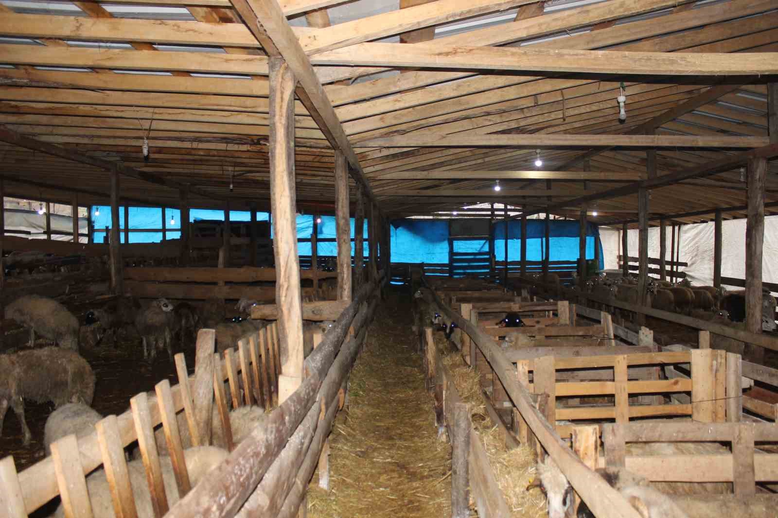 T&uuml;rkeli&rsquo;de &ouml;rnek koyunculuğa başarı plaketi
