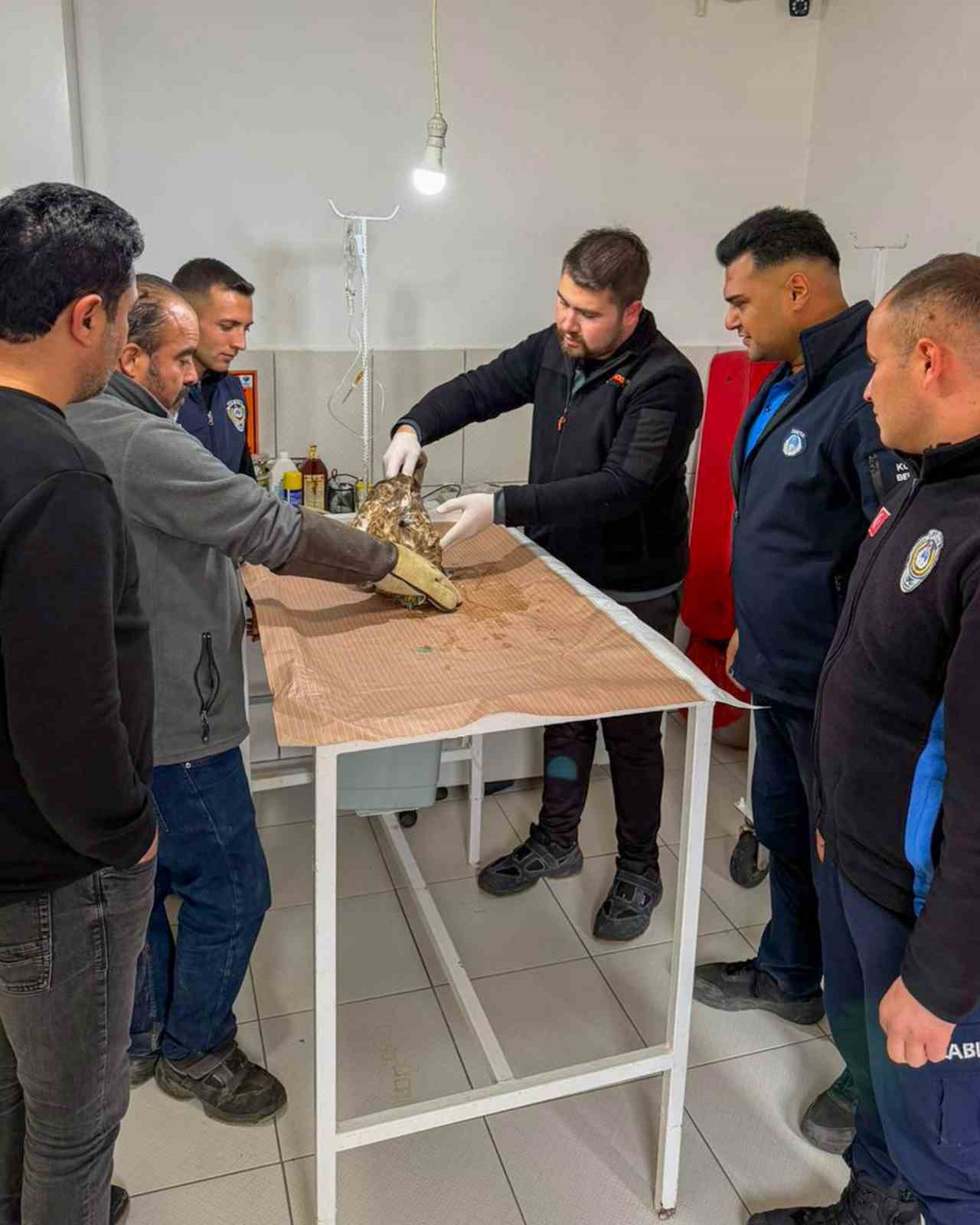 Kumluca&rsquo;da yaralı atmaca tedavisi sonrası doğaya bırakıldı
