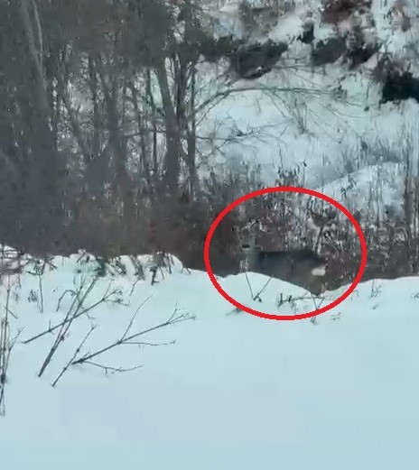 Akdağ&rsquo;da karacalar g&ouml;r&uuml;nt&uuml;lendi
