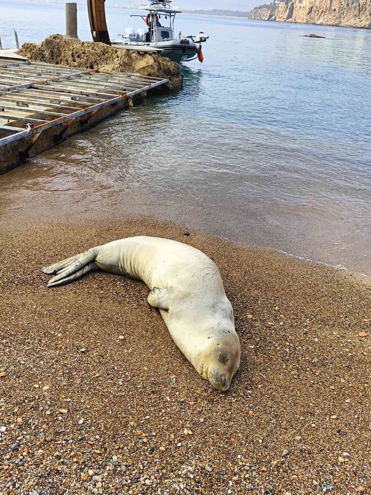 Yunanistan&rsquo;dan ka&ccedil;ıp Antalya&rsquo;da sahilde hareketsiz bulunan Akdeniz Foku denize salındı

