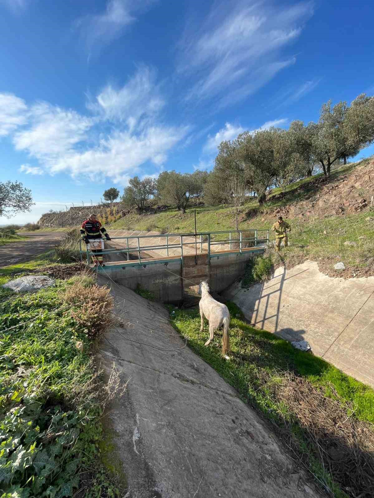 Ayvalık&rsquo;ta itfaiyeden at kurtarma operasyonu

