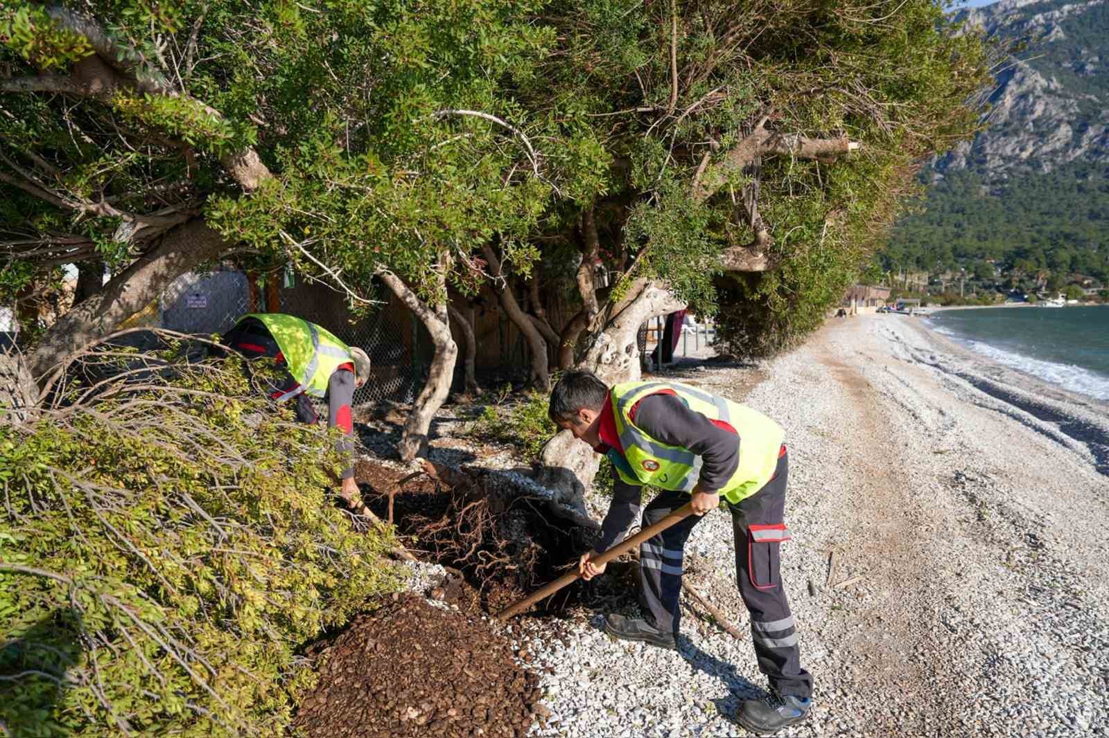 Akb&uuml;k&rsquo;te devrilen ağa&ccedil; yerine dikildi
