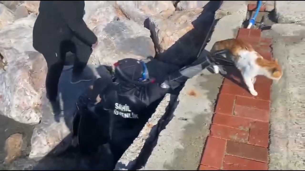 Mahsur kalan kedi i&ccedil;in sahil g&uuml;venlik seferber oldu
