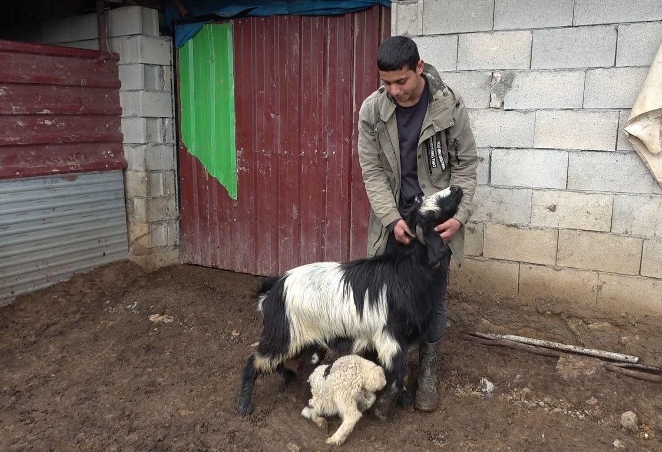 Annesinin kabul etmediği kuzuyu ke&ccedil;iler sahiplendi
