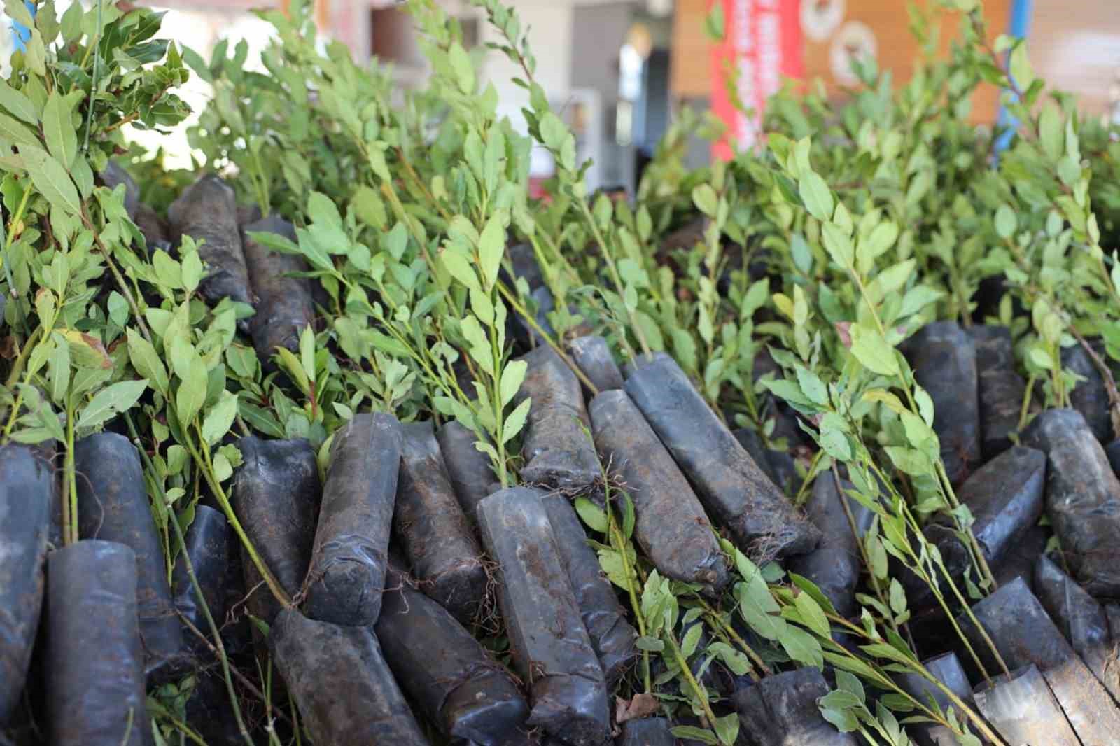 Ula&rsquo;da &uuml;reticilere 38 bin defne fidanı dağıtıldı
