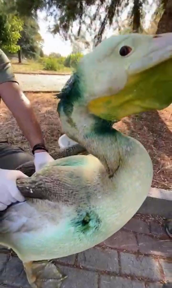 Bursa&rsquo;da tedavisi tamamlanan ak pelikan doğaya salındı
