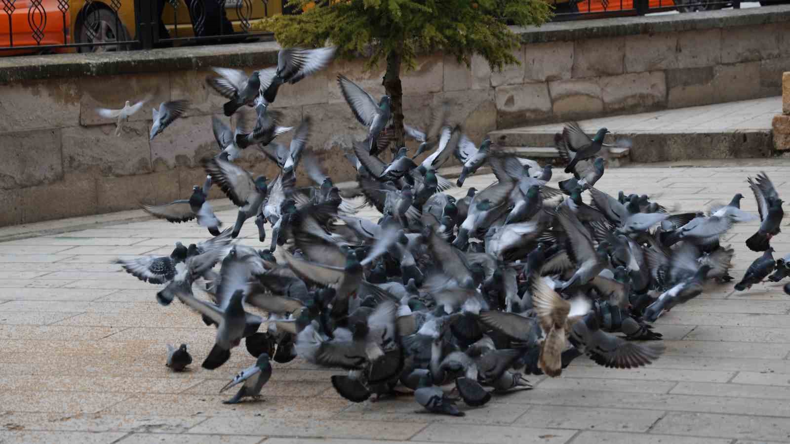 Kırşehir&rsquo;de tarihi Kapucu Camii g&uuml;vercinlerin yuvası oldu
