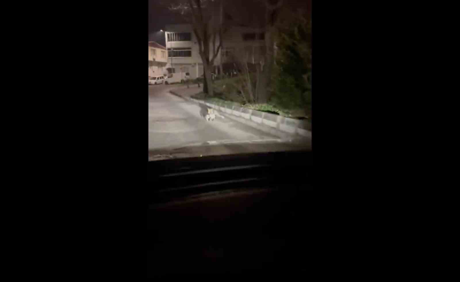 Bursa’da gece yarısı tilki, ağzında kediyle sokakta görüntülendi