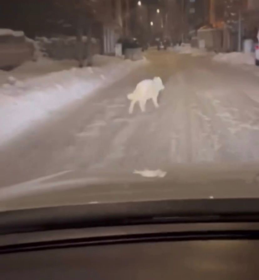 Patnos ilçe merkezinde kurt görüldü