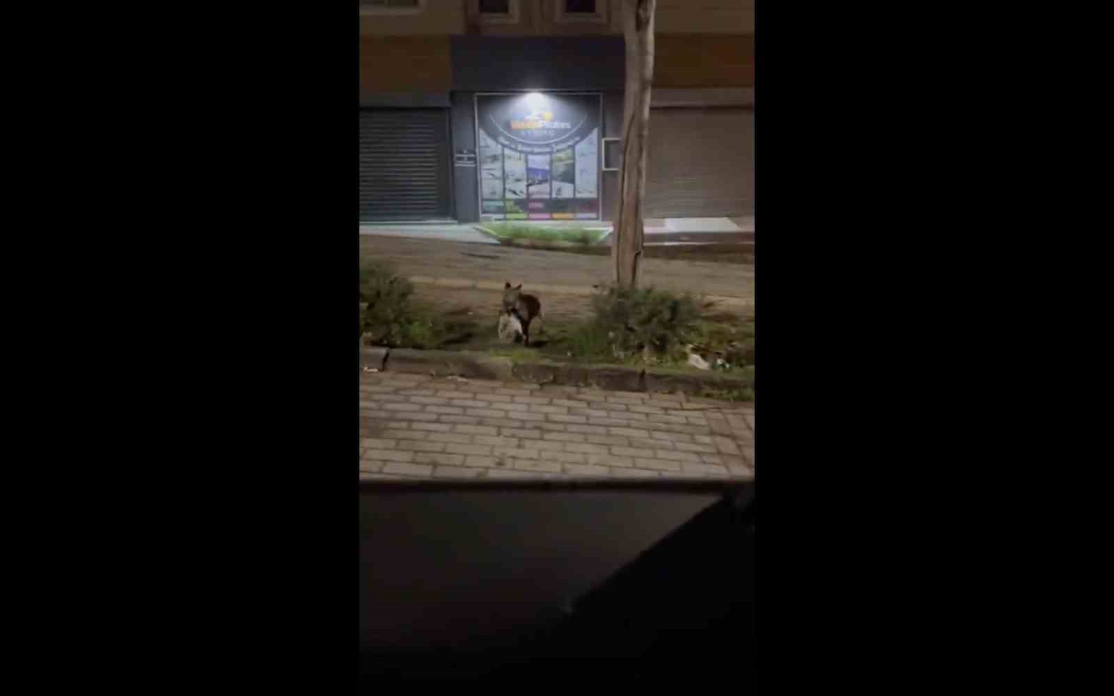 Bursa&rsquo;da gece yarısı tilki, ağzında kediyle sokakta g&ouml;r&uuml;nt&uuml;lendi
