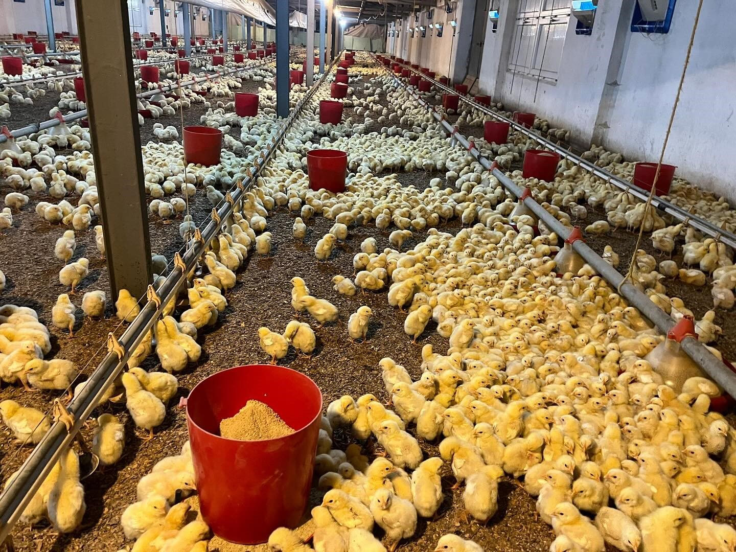 Alaplı’da kümes yangını korkuttu