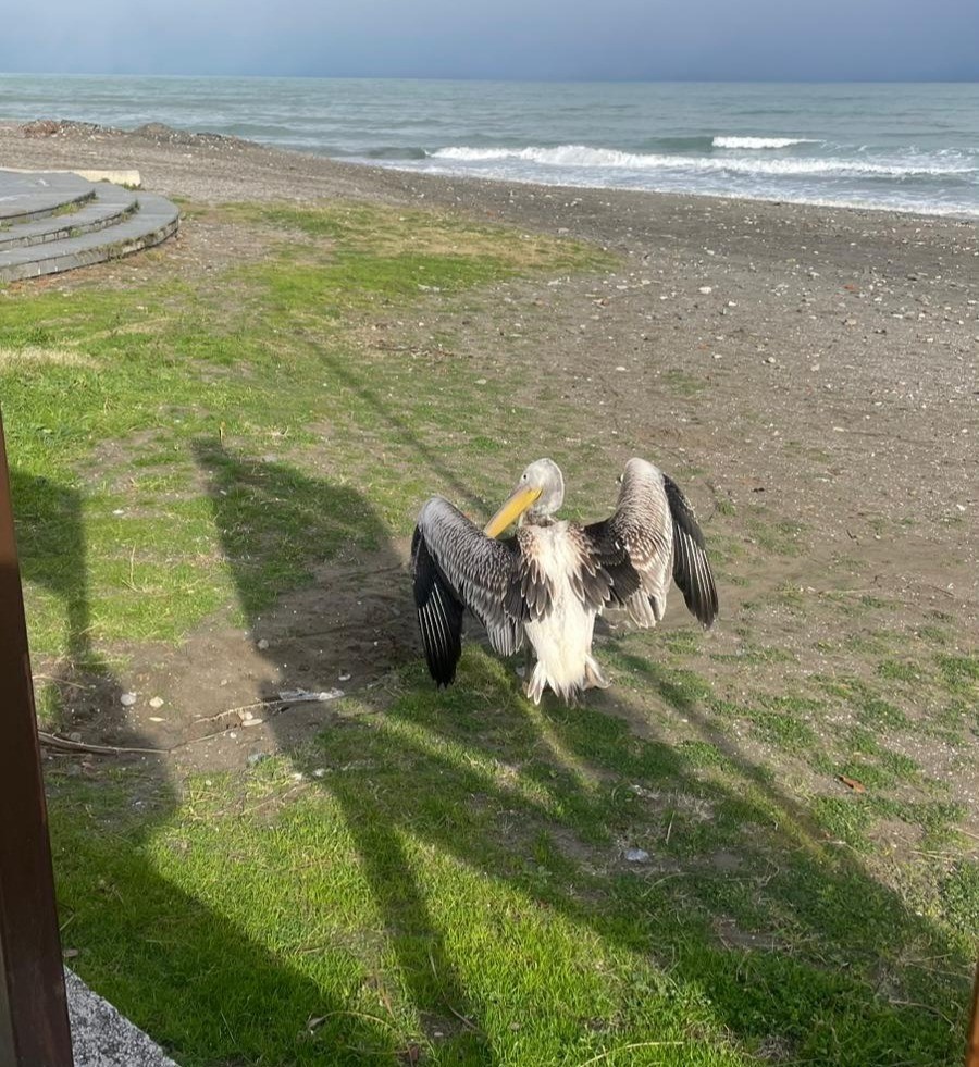 Atakum sahilinde pelikan g&ouml;r&uuml;ld&uuml;
