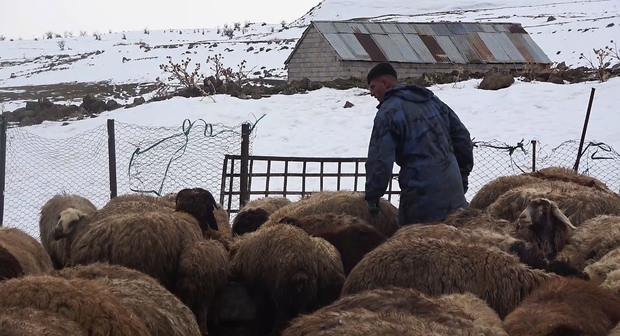 Tatvan’da yayladan besiye dönüş