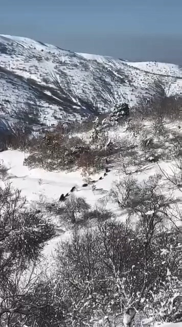 Elazığ’da domuz sürüsü görüldü