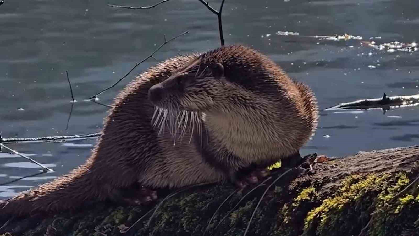 Bolu’da nesli tükenmekte olan su samuru görüntülendi