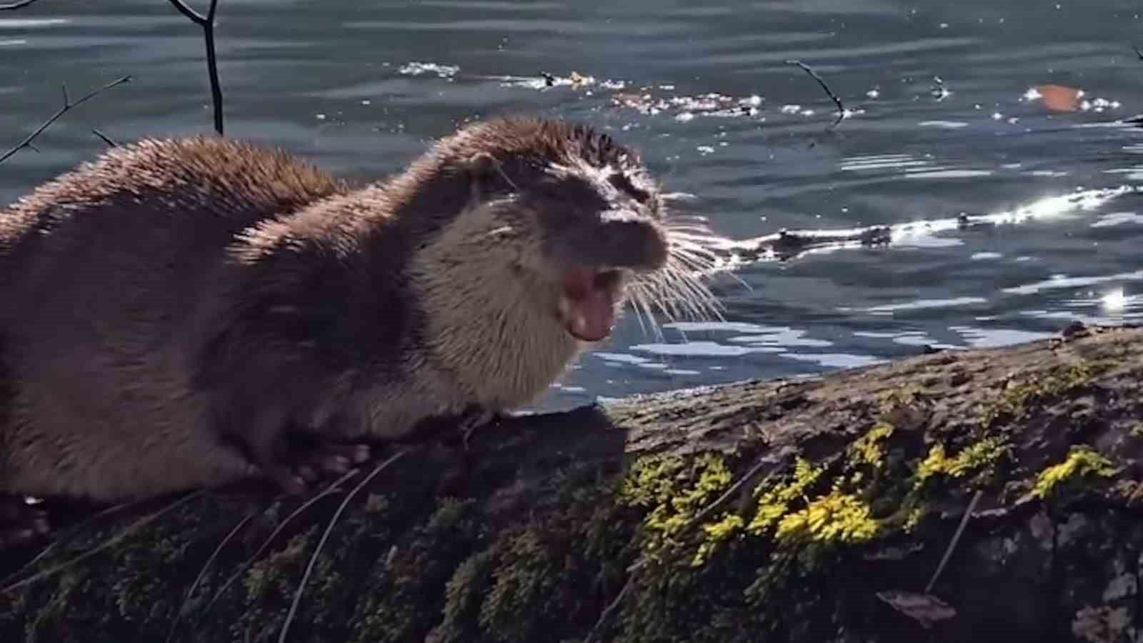 Bolu&rsquo;da nesli t&uuml;kenmekte olan su samuru g&ouml;r&uuml;nt&uuml;lendi
