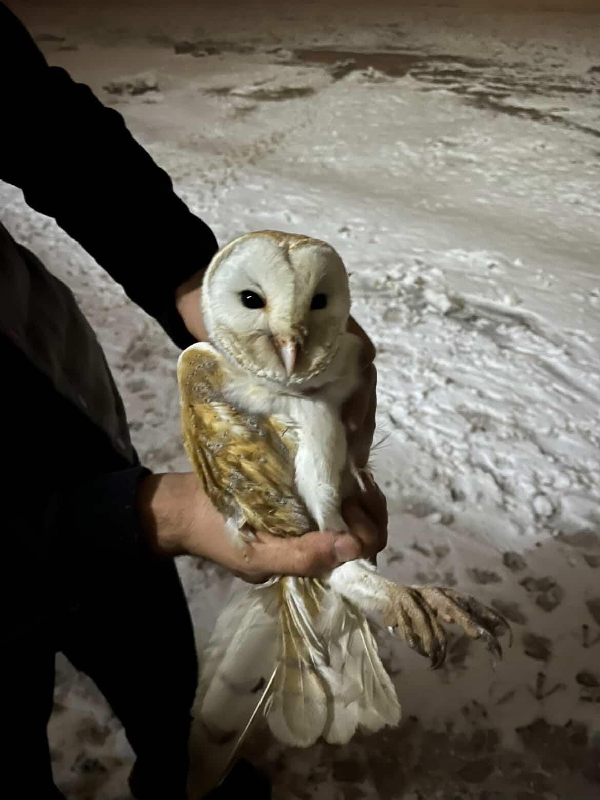 Soğuklardan kaçıp ahıra sığındı