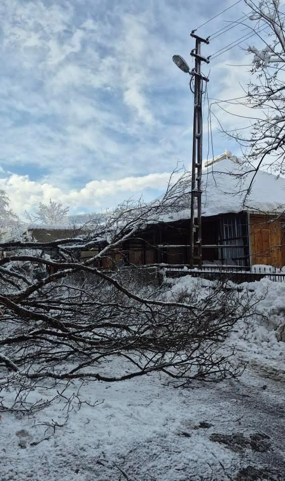 Sinop&rsquo;ta kara yolunda ağa&ccedil; devrildi
