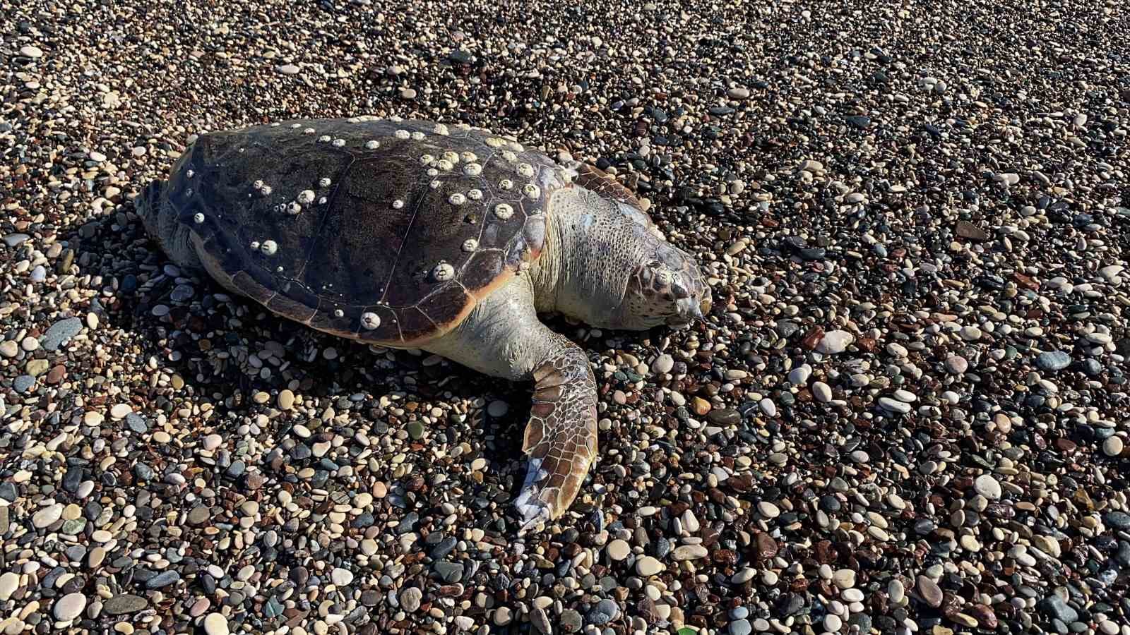 Erdemli sahilinde &uuml;z&uuml;c&uuml; manzara: 2 g&uuml;nde 2 caretta caretta telef oldu
