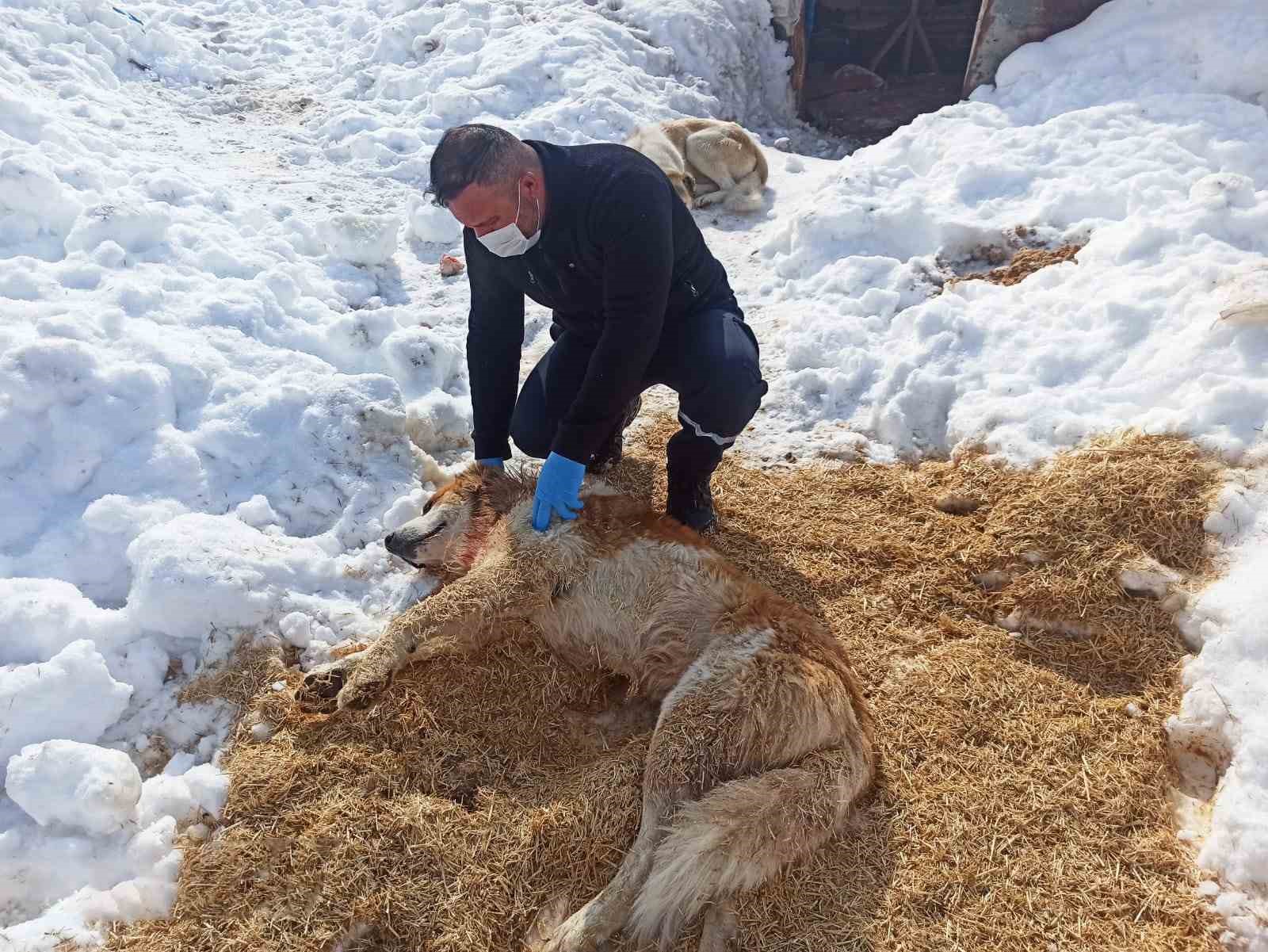 Kurdun saldırısına uğrayan köpek yaralandı