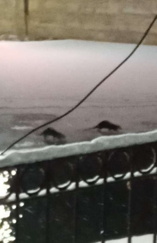 Bayburt&rsquo;ta su samuru bu kez eşiyle birlikte g&ouml;r&uuml;nt&uuml;lendi
