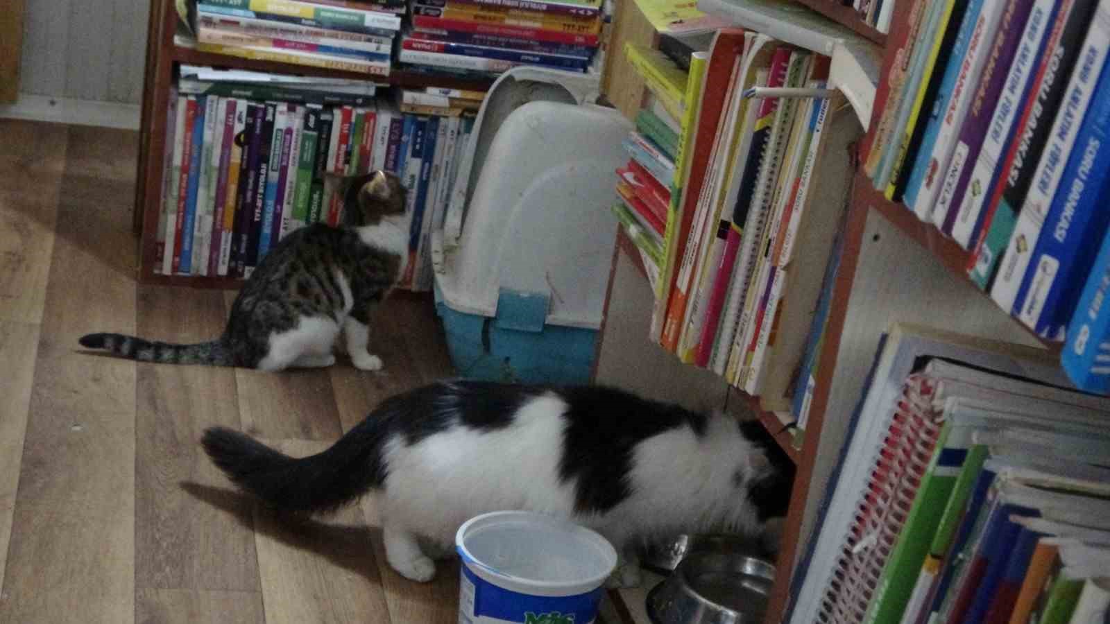 Konteynerde hayata tutunan sahaf, sokak kedilerini yalnız bırakmadı
