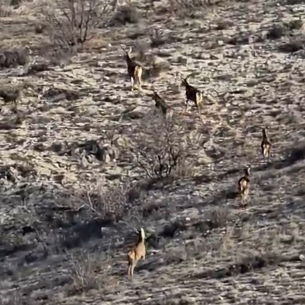 Eskişehir’de görüntülenen 8 geyik hayran bıraktı