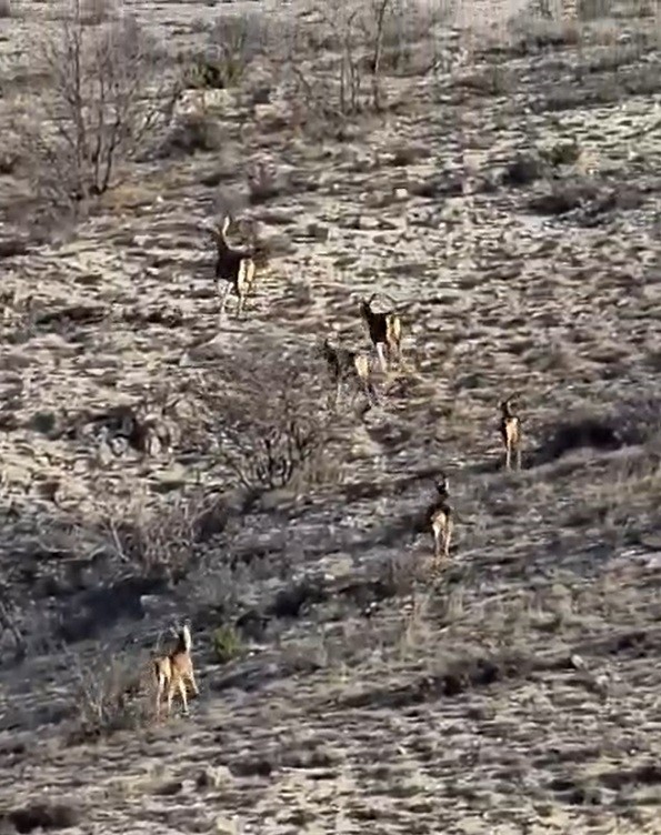 Eskişehir&rsquo;de g&ouml;r&uuml;nt&uuml;lenen 8 geyik hayran bıraktı
