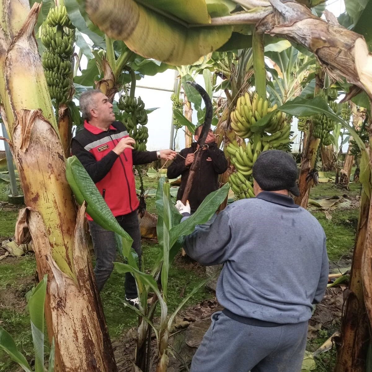 Efeler&rsquo;de muz hasadı başladı
